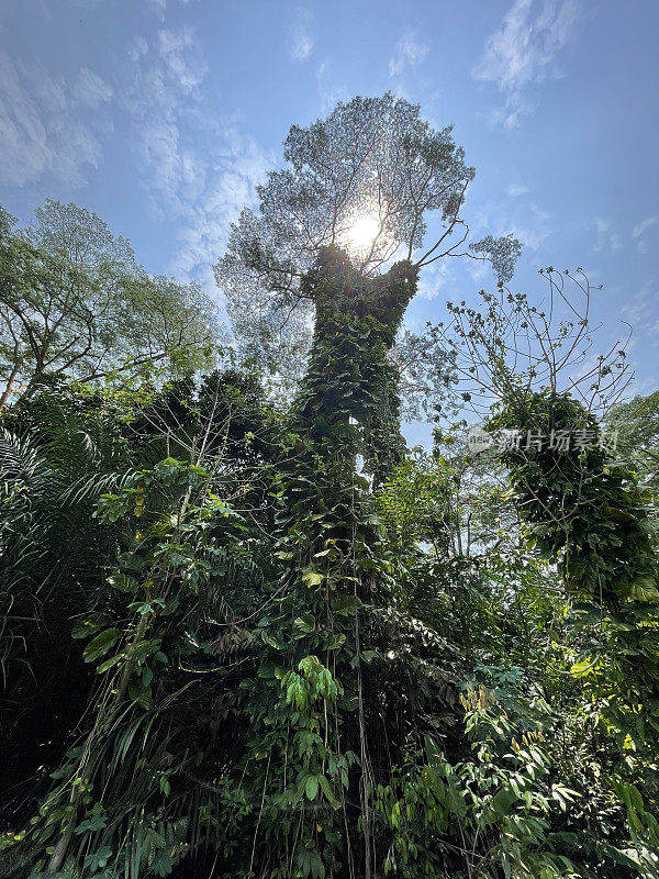 新加坡旅游图片