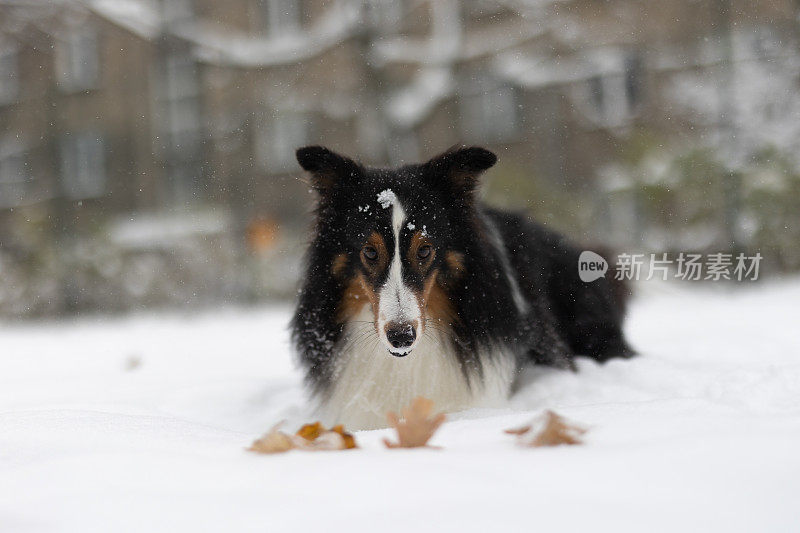 设得兰牧羊犬在雪地里玩耍