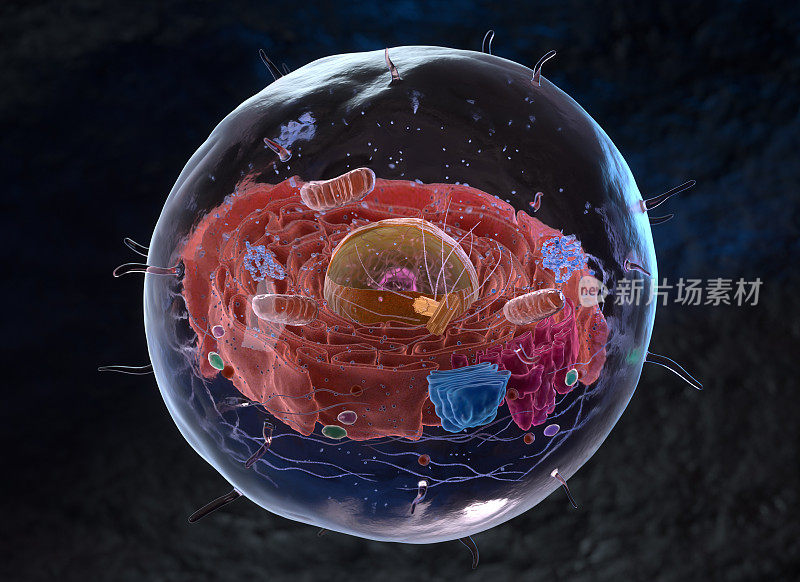 真核生物或真核细胞中的细胞器