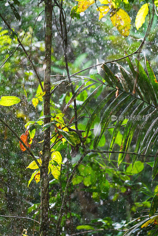 阳光和雨水中的树木