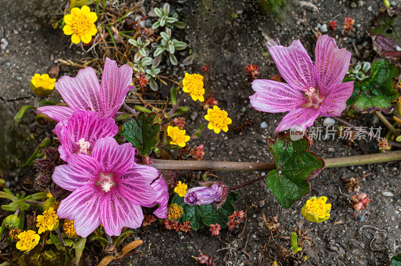 malviflora是锦葵科的一种开花植物，俗称矮锦葵、希腊锦葵、草原锦葵和矮锦葵。加州索诺玛县的盐点州立公园。