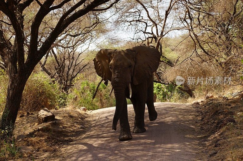 非洲野生动物，碎石路上的公象