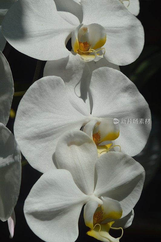 选择性重点，白月兰花或puspa魅力与学名蝴蝶兰，印尼国花之一。