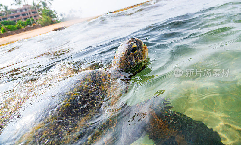 一只绿海龟在浅水区游泳。