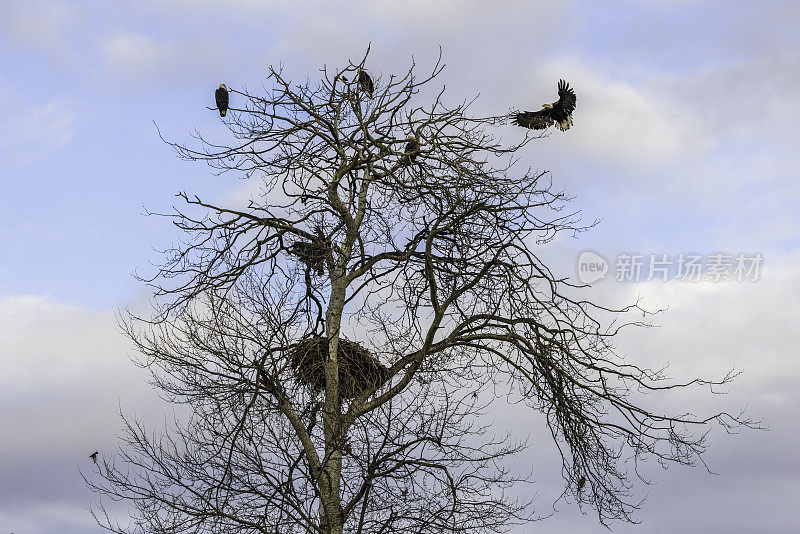 一只秃鹰降落在一棵树上，与其他秃鹰一起栖息在鹰巢上方寻找食物。三角洲，不列颠哥伦比亚省，加拿大。