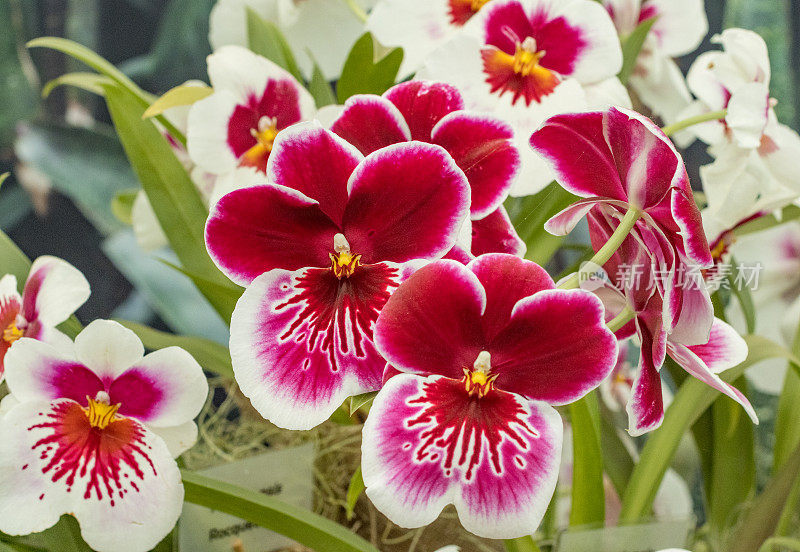 英国伦敦的Miltoniopsis“三色兰花”