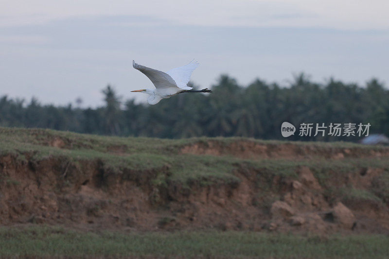 绿地里的白鹭