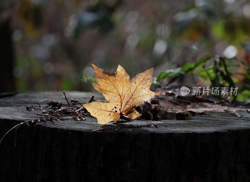 加拿大热带雨林中的枫叶