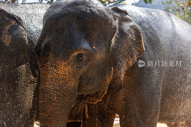 在普吉岛大象保护区，大象正在被它们的饲养员和游客洗澡