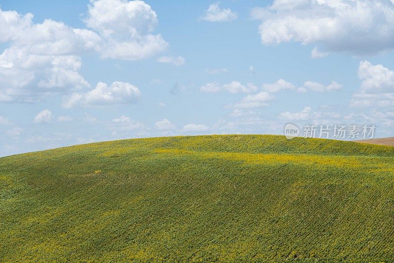 数以亿计的向日葵覆盖着山坡，充分展示了西班牙的农业