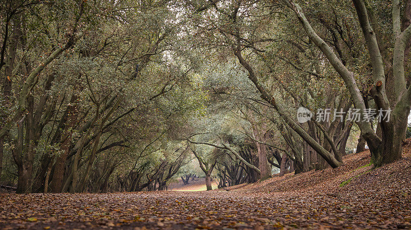 在温暖的秋光中，树木在树叶覆盖的小路上拱起。