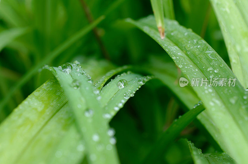 草叶上的水滴。
