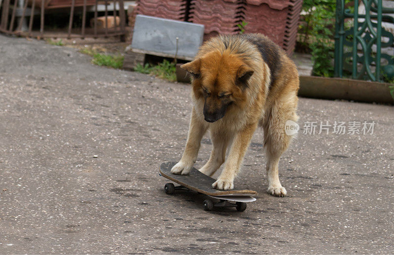 德国牧羊犬滑板手