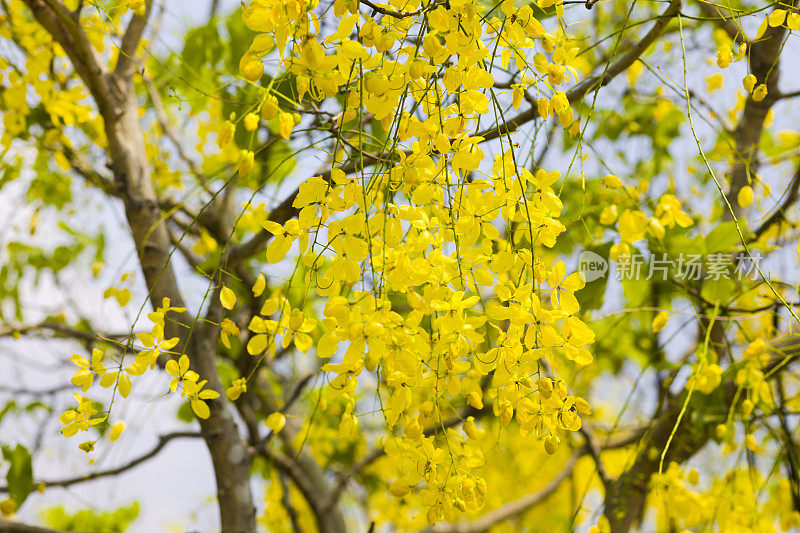 在白冲五颜六色的黄色盛开的金色淋浴树梢