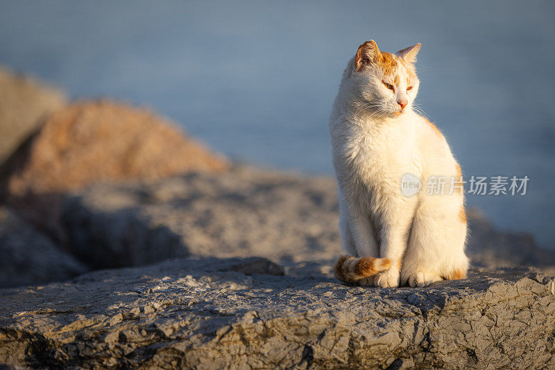 姜白色的流浪猫。