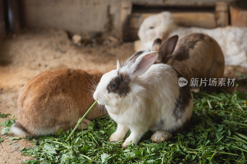 一只兔子和其他兔子在围栏里吃草。这是一个平和而平静的场景。兔子的颜色各不相同，但它们似乎都很享受在一起的时光