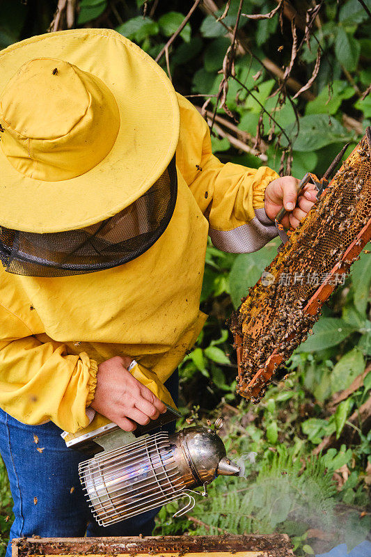 不知名的养蜂人拿着蜂箱架检查里面的蜜蜂，另一只手拿着烟枪