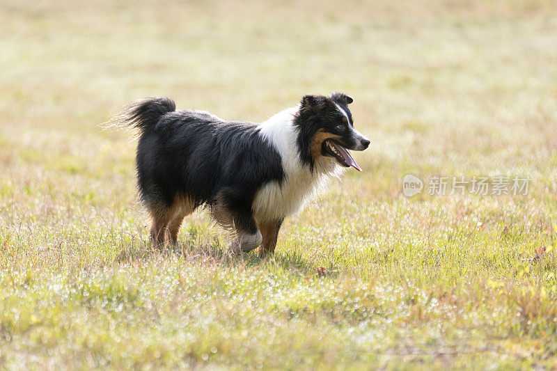 澳大利亚牧羊犬在阳光明媚的日子里站在草地上