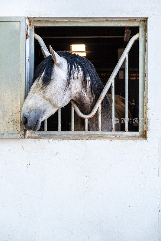 一匹白马把头伸出马厩的窗外。