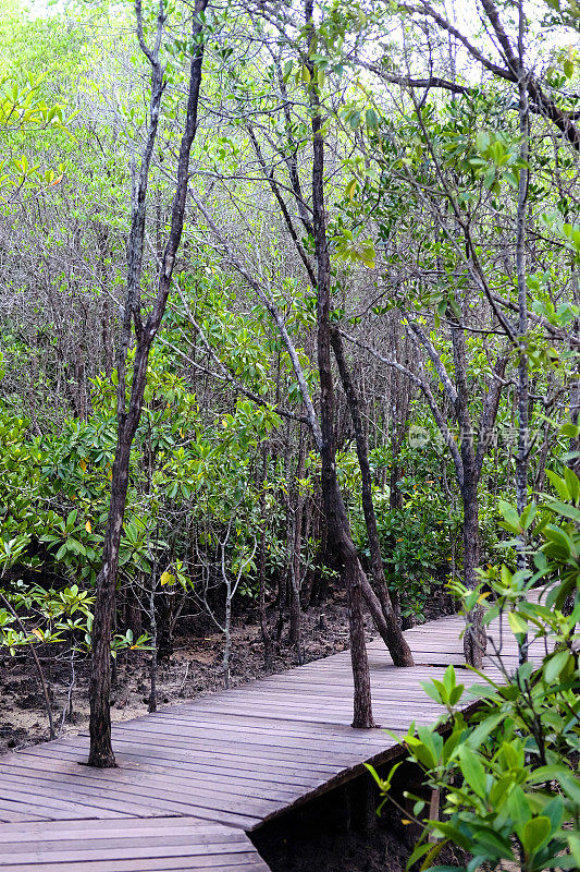 在泰国热带雨林的红树林中的公鸡植物或海棠红树中的木桥人行道