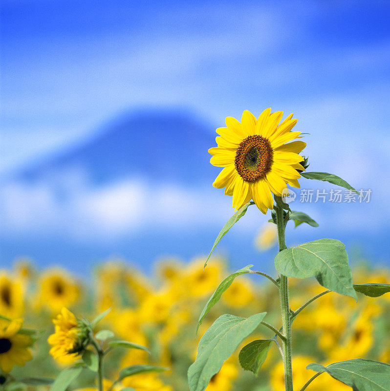 富士山和向日葵