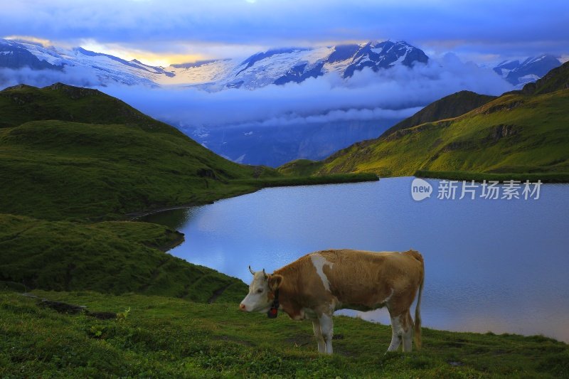 孤独的牛，格林德沃的天空和湖泊:瑞士阿尔卑斯山