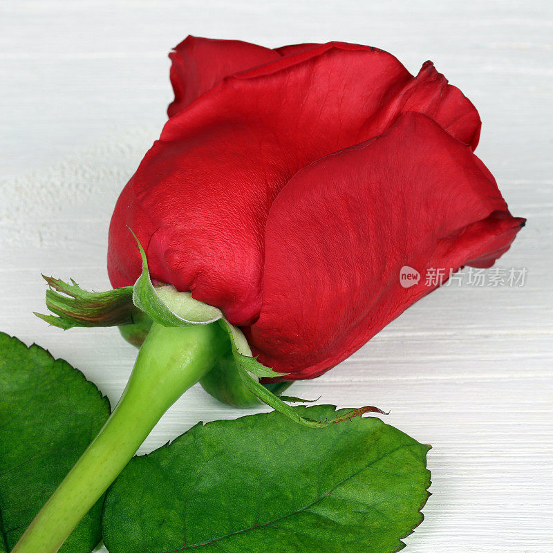 生日、情人节或母亲节送玫瑰