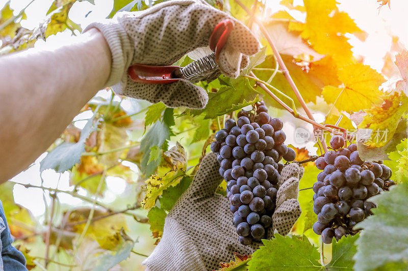 收获葡萄酒的农民在采摘葡萄