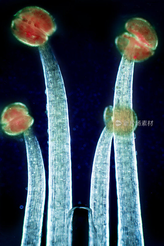 一种酢浆草植物花部的摘要显微照片。
