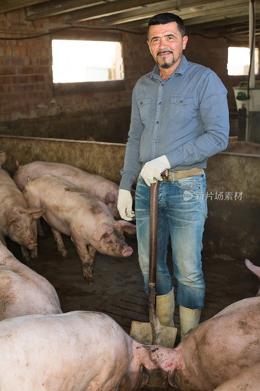 成熟的农民在机库里养猪