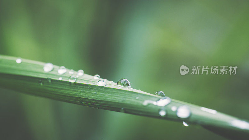 珍珠雨后