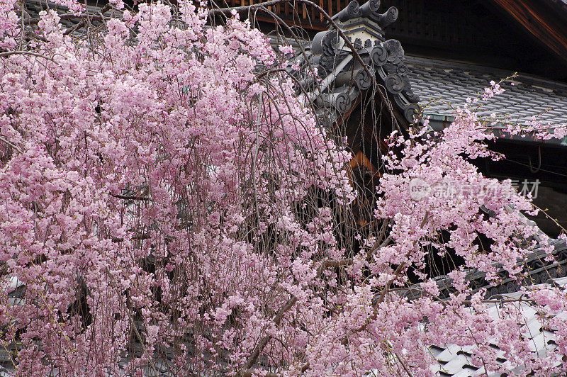 樱花，京都，日本