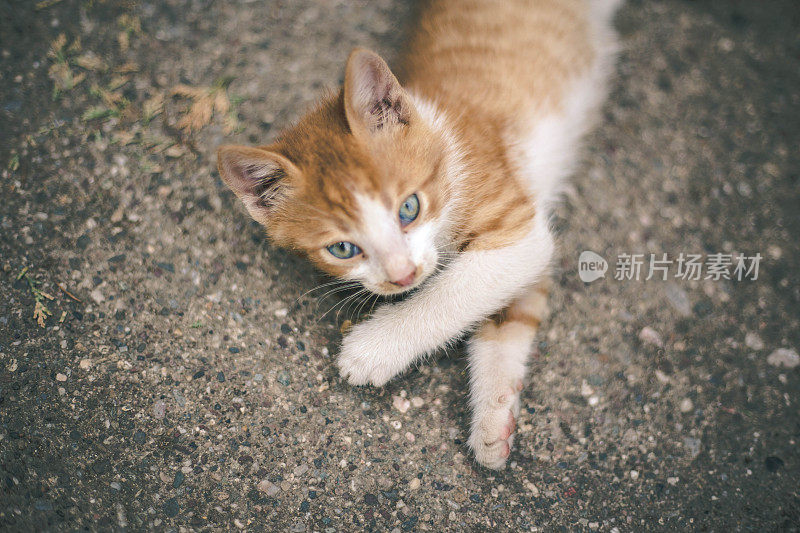 小红猫在户外玩耍