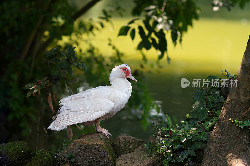 很酷的鸭子在湖边闲逛