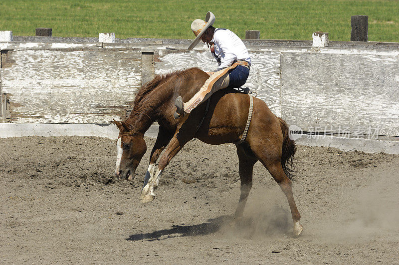 墨西哥牛仔野马在乡村牛仔竞技场上