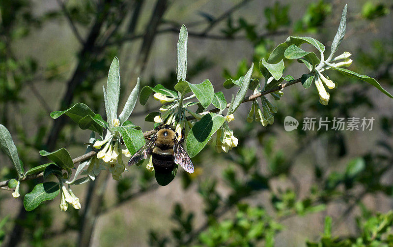 大黄蜂