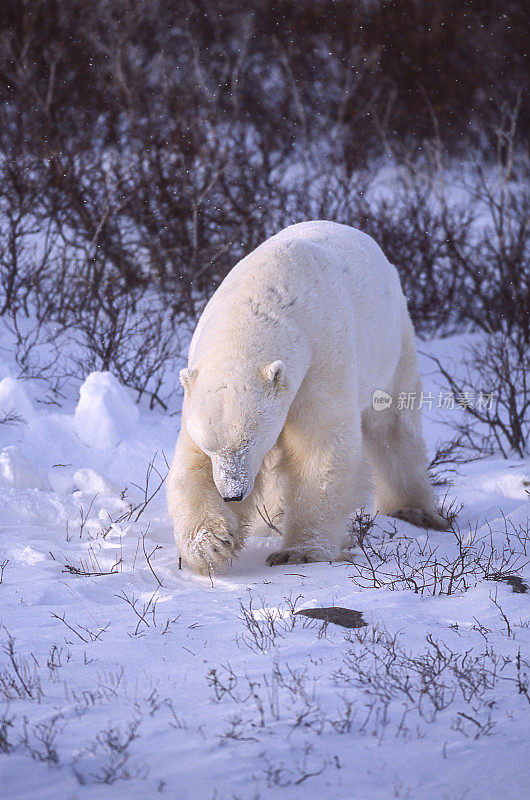 一只野生北极熊正在挖掘休息区