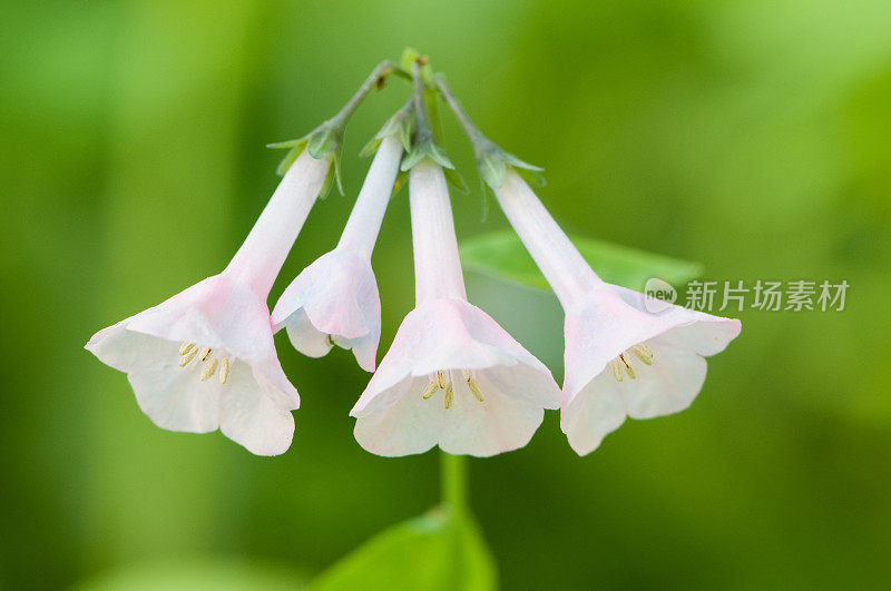 维吉尼亚蓝铃花