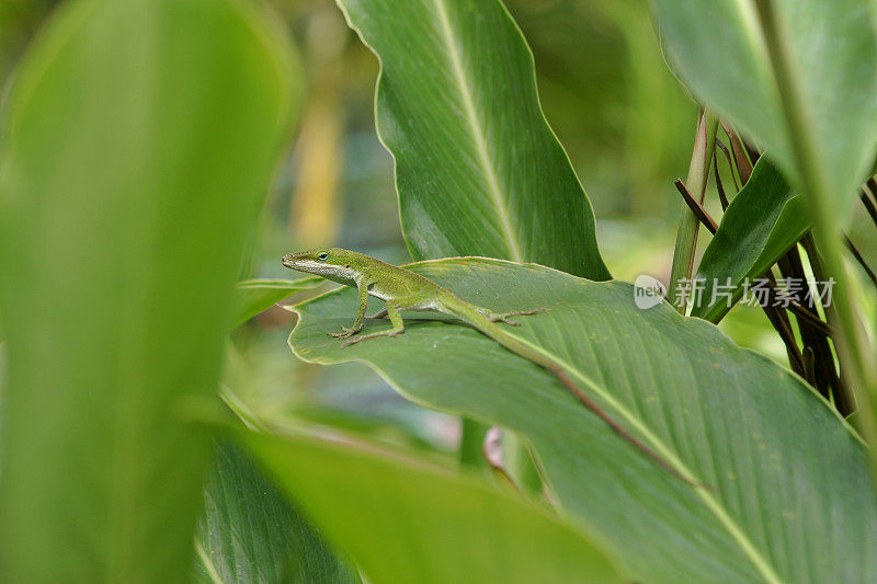 明亮的绿色蜥蜴