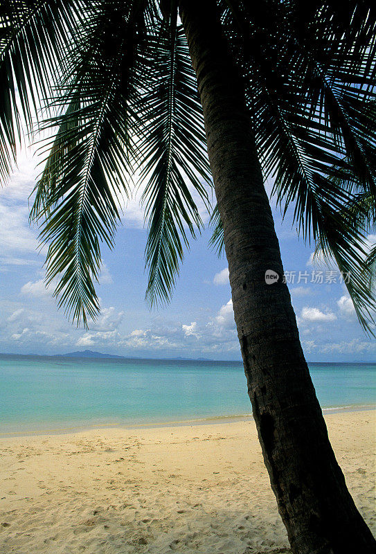 海滩上有棵棕榈树