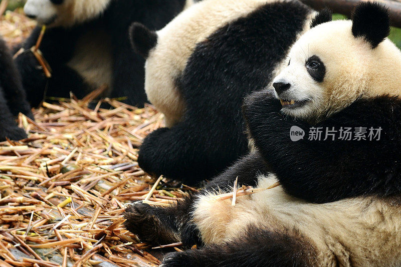 中国成都，一群吃竹子的大熊猫