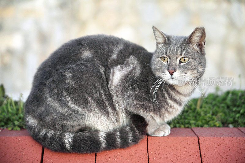 只流浪猫在户外