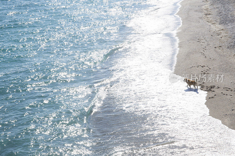 远处的狗从海滩边望向大海