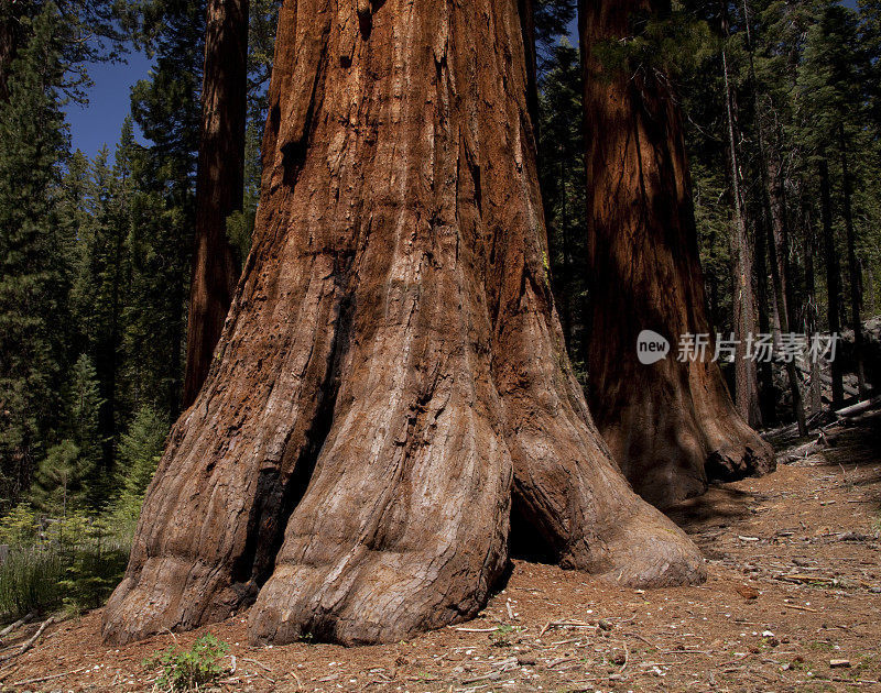 优山美地巨型红杉，单身汉树