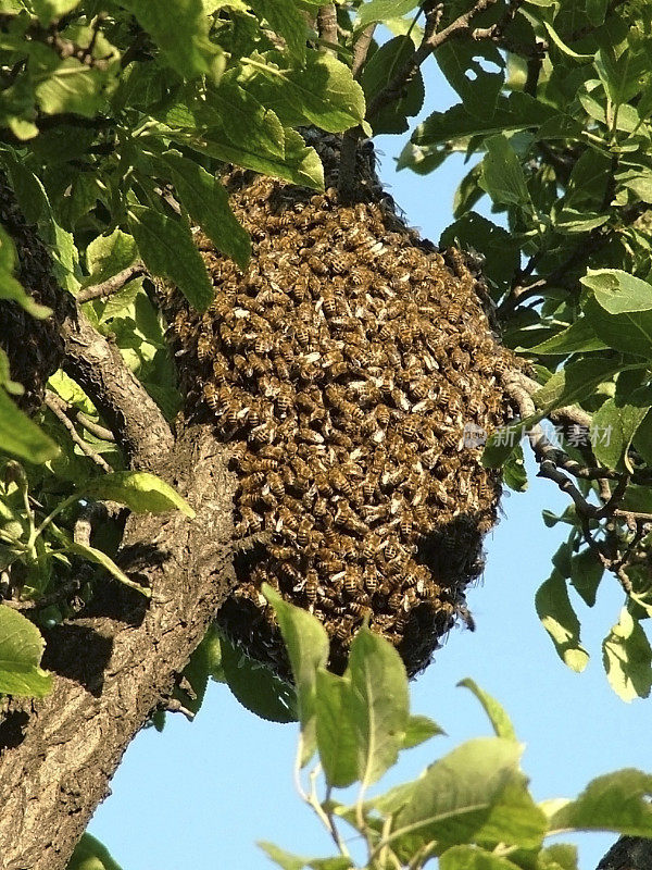 树上的一群蜜蜂