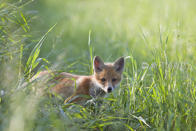 好奇的小狐狸。