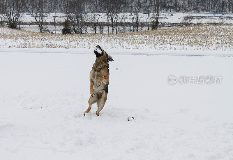 德国牧羊犬捉雪