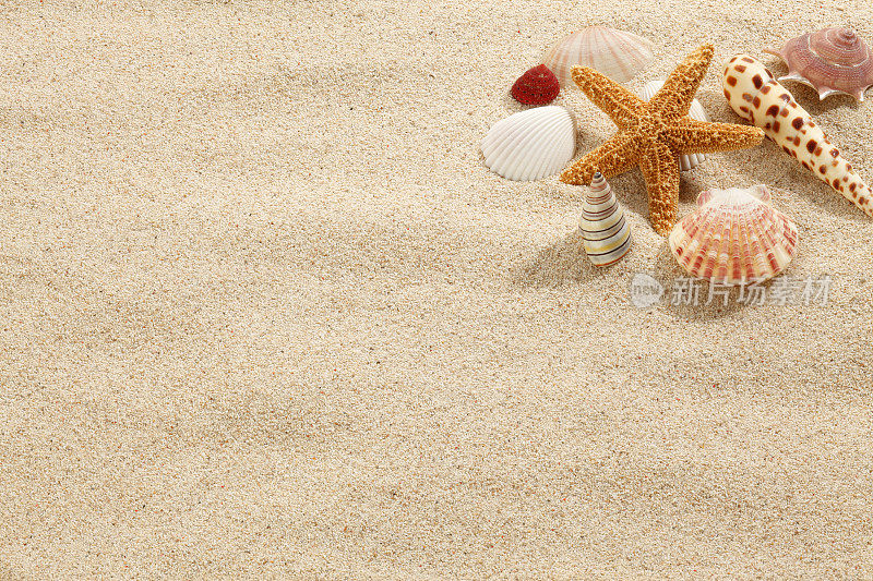 沙滩上的海星和贝壳