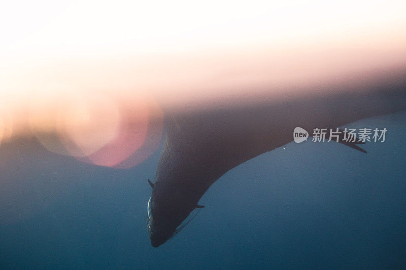 沐浴在阳光下的海豹