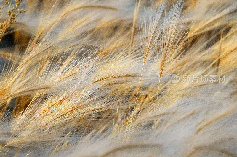 小麦grass1